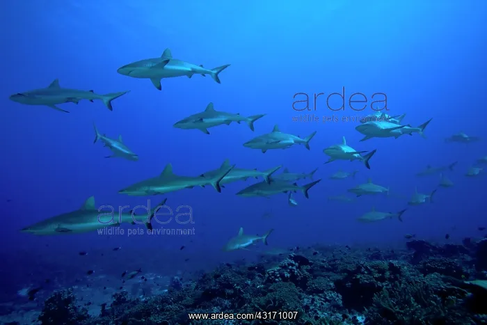 : Grey Reef Sharks (Carcharhinus amblyrhynchos) swimming : Grey Reef Sharks (Carcharhinus amblyrhynchos) swimming
