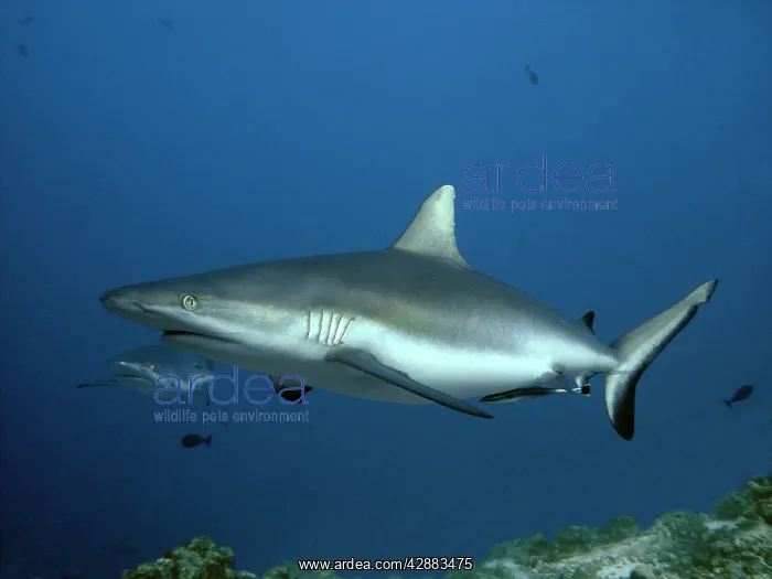 : Grey Reef sharks - being cleaned by Remora, waiting : Grey Reef sharks - being cleaned by Remora, waiting