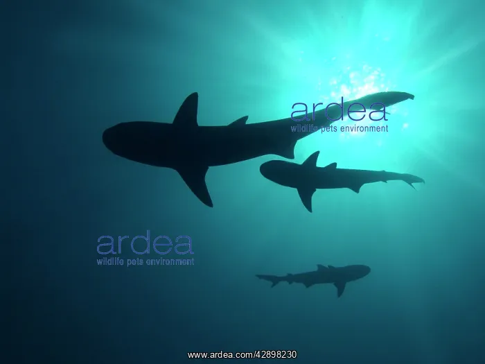 : Grey Reef sharks - Once common through out the : Grey Reef sharks - Once common through out the