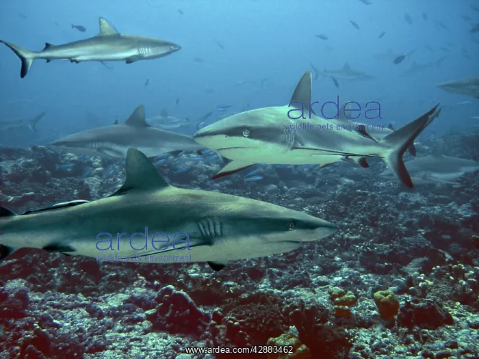 : Grey Reef sharks - Congregating in lagoon pass : Grey Reef sharks - Congregating in lagoon pass