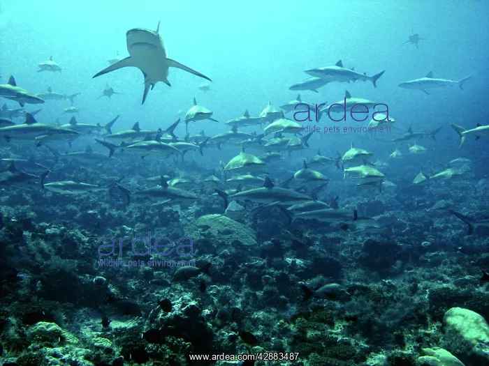 : Grey Reef Sharks - Congregating in lagoon pass : Grey Reef Sharks - Congregating in lagoon pass