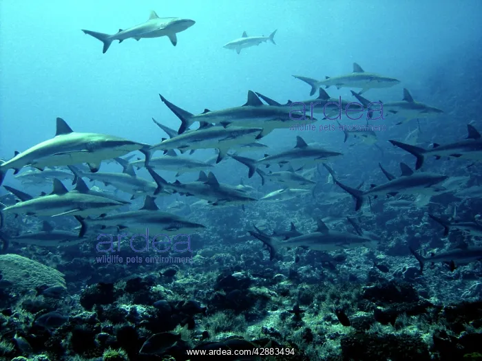 : Grey Reef sharks - Congregating in lagoon pass : Grey Reef sharks - Congregating in lagoon pass
