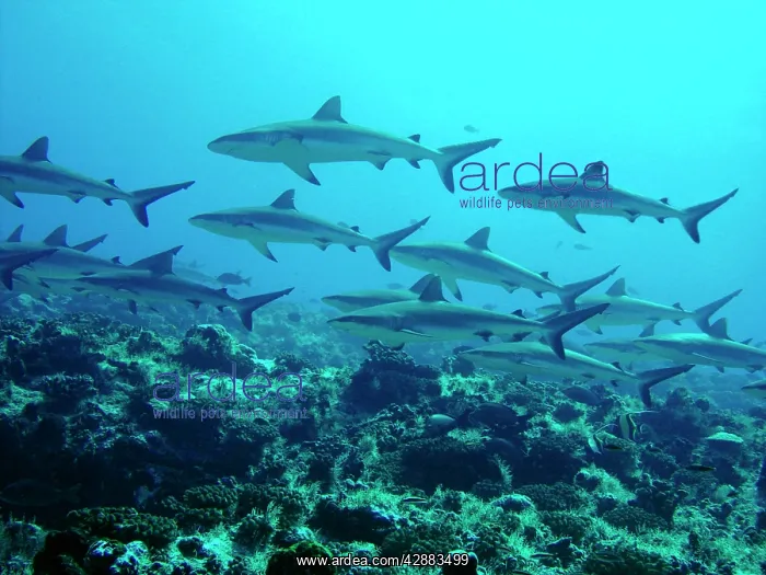 : Grey Reef sharks - Congregating in lagoon pass : Grey Reef sharks - Congregating in lagoon pass