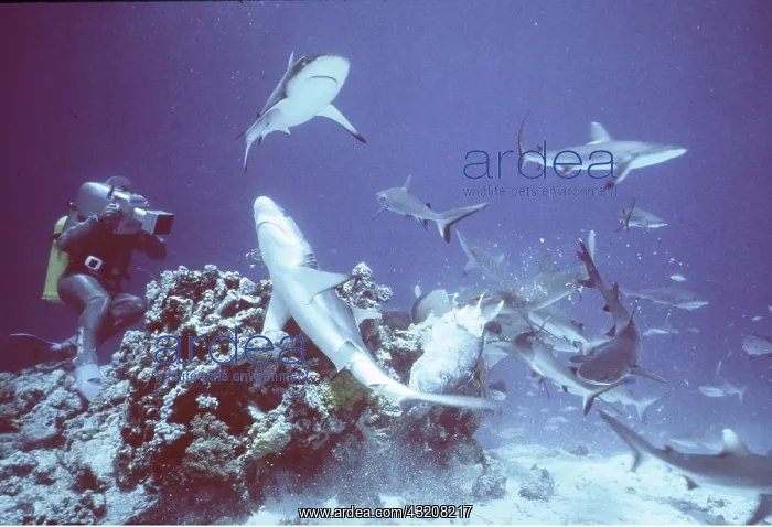  : Grey Reef SHARKS - feeding frenzy
