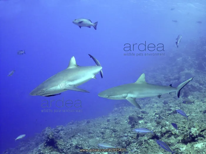 : Grey Reef sharks - sometimes feeds in packs : Grey Reef sharks - sometimes feeds in packs