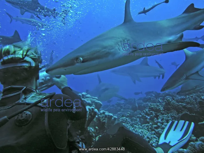 : Grey Reef Sharks - females and diver. There are : Grey Reef Sharks - females and diver. There are