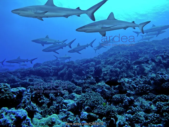 : Grey Reef Sharks - females, swimming along reef edge : Grey Reef Sharks - females, swimming along reef edge