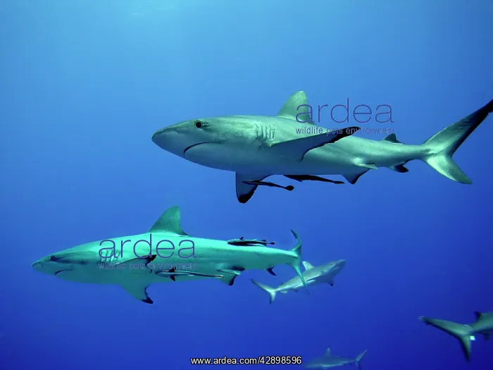 : Grey Reef sharks - Gathering off the North Horn, Osprey Reef : Grey Reef sharks - Gathering off the North Horn, Osprey Reef