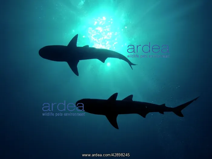 : Grey Reef Sharks - Grey Reef sharks, Once common : Grey Reef Sharks - Grey Reef sharks, Once common