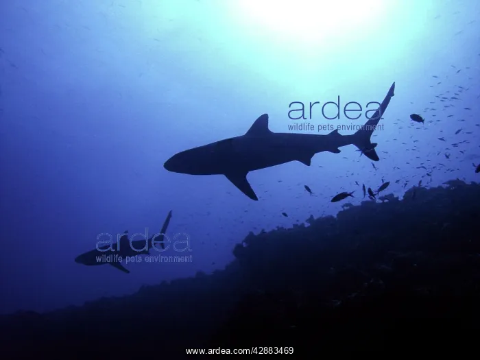 : Grey Reef Sharks - Hunting late afternoon : Grey Reef Sharks - Hunting late afternoon