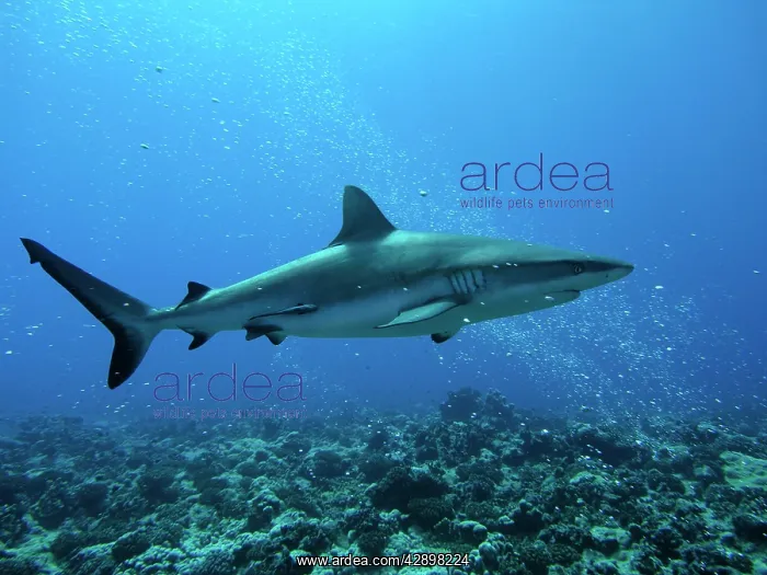 : Grey Reef sharks - live around coral reefs. They : Grey Reef sharks - live around coral reefs. They