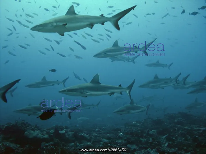 : Grey Reef sharks - Midwater in school of fish : Grey Reef sharks - Midwater in school of fish