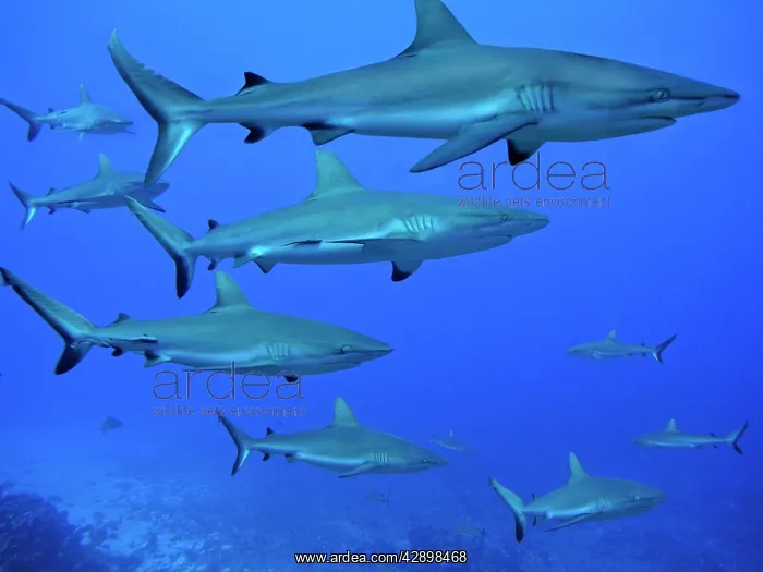 : Grey Reef SHARKS - patrol the edge of the pass : Grey Reef SHARKS - patrol the edge of the pass