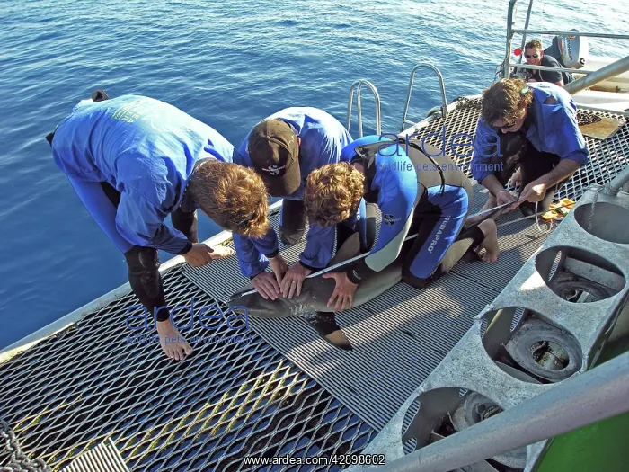 : Grey Reef sharks - Scientists with caught Grey : Grey Reef sharks - Scientists with caught Grey
