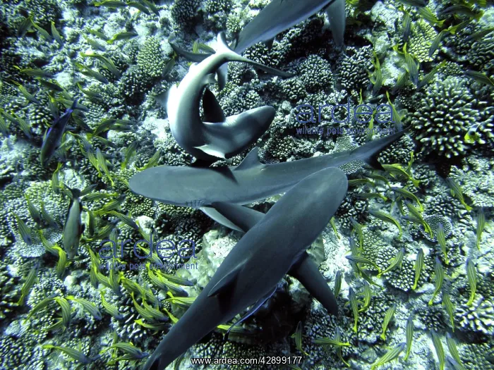 : Grey Reef SHARKS - searching for a tube of herring : Grey Reef SHARKS - searching for a tube of herring
