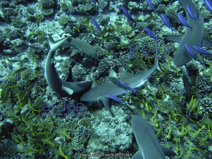 : Grey Reef SHARKS - searching for a tube of herring : Grey Reef SHARKS - searching for a tube of herring
