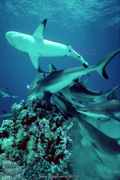 : Grey Reef Sharks - Shark feeding frenzy : Grey Reef Sharks - Shark feeding frenzy