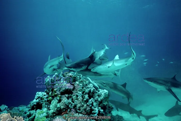 : Grey Reef Sharks - Shark feeding frenzy caused : Grey Reef Sharks - Shark feeding frenzy caused