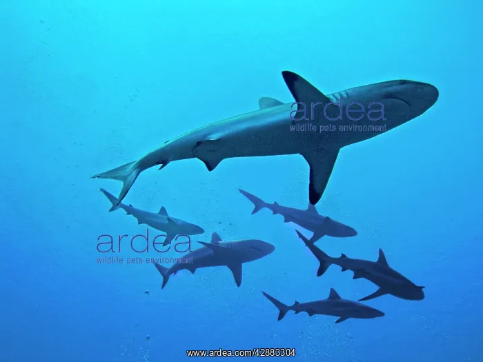 : Grey Reef Sharks - These sharks live around coral : Grey Reef Sharks - These sharks live around coral