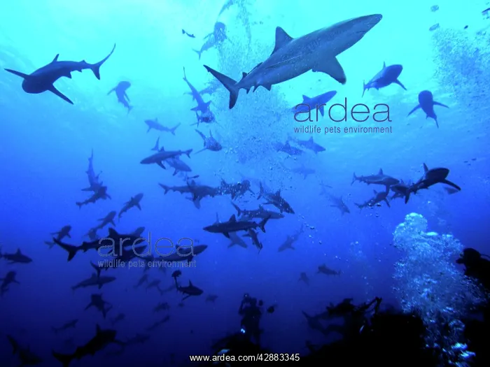 : Grey Reef Sharks - These sharks live around coral : Grey Reef Sharks - These sharks live around coral
