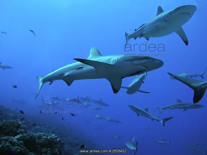 : Grey Reef SHARKS - These sharks live in the passes : Grey Reef SHARKS - These sharks live in the passes