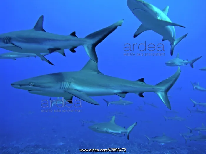 : Grey Reef SHARKS - These sharks live in the passes : Grey Reef SHARKS - These sharks live in the passes