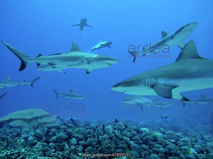  : Grey Reef SHARKS - These sharks live in the passes
