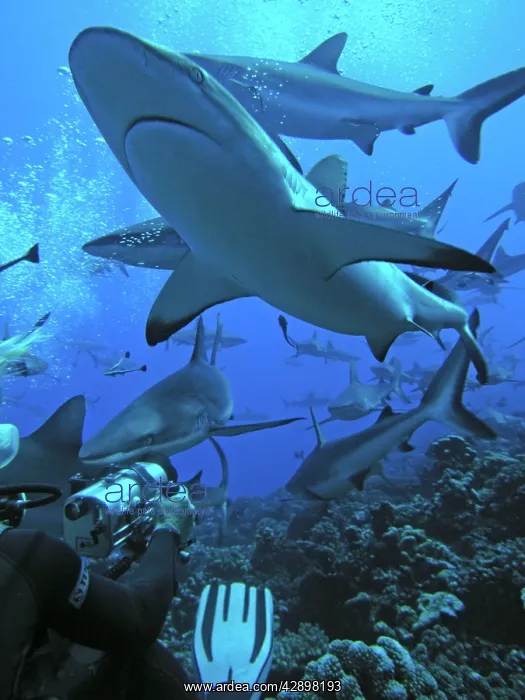 : Grey Reef Sharks - surround a cameraman. They are : Grey Reef Sharks - surround a cameraman. They are