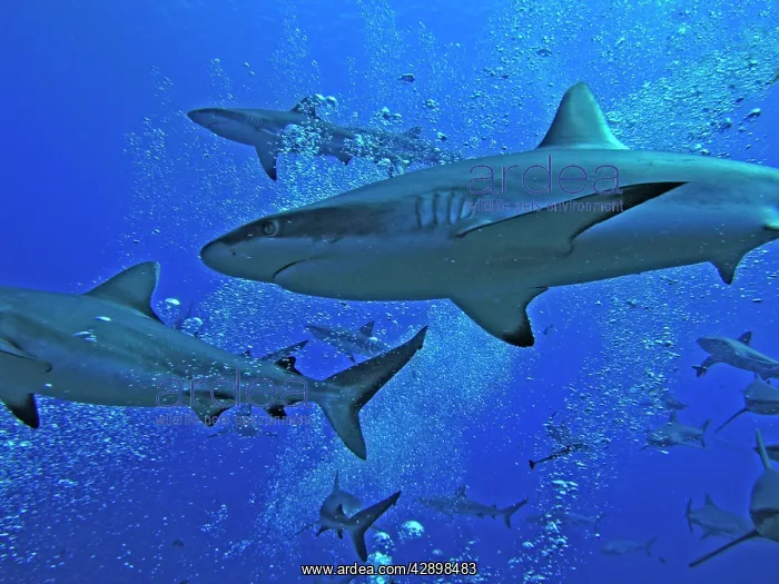 : Grey Reef SHARKS - swim through the bubbles from : Grey Reef SHARKS - swim through the bubbles from