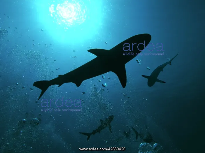 : Grey Reef Sharks - swim through the divers bubbles : Grey Reef Sharks - swim through the divers bubbles