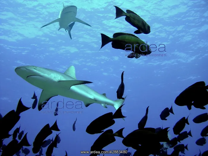 : Grey Reef Sharks - Swim over school of Glass Eyes : Grey Reef Sharks - Swim over school of Glass Eyes