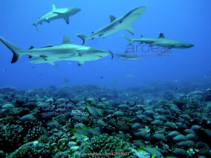 : Grey Reef SHARKS - swim over a school of Paddletail : Grey Reef SHARKS - swim over a school of Paddletail