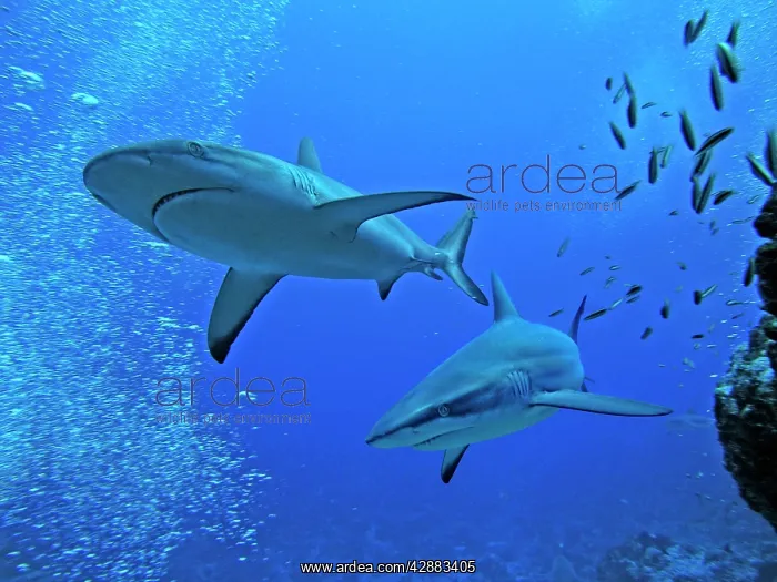 : Grey Reef sharks - Swimming along the edge of a : Grey Reef sharks - Swimming along the edge of a