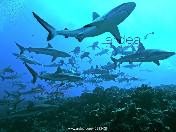 : Grey Reef Sharks - swimming into the Fakarava Lagoon : Grey Reef Sharks - swimming into the Fakarava Lagoon