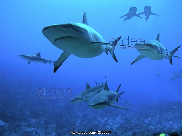  : Grey Reef Sharks - swimming into Fakarava Lagoon to feed