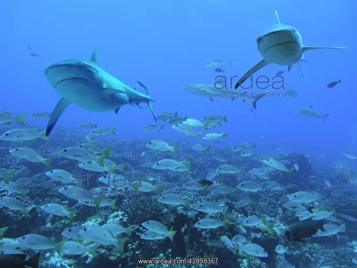 : Grey Reef SHARKS - swimming over school of Black-spot : Grey Reef SHARKS - swimming over school of Black-spot