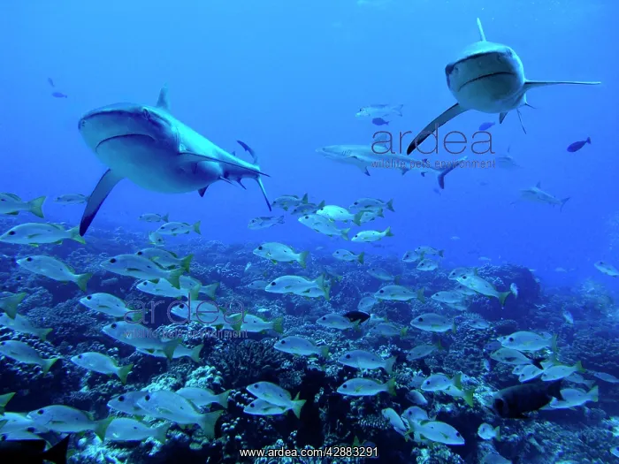 : Grey Reef sharks - swimming over a school of snapper : Grey Reef sharks - swimming over a school of snapper