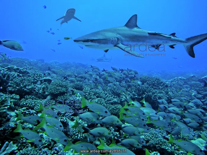 : Grey Reef Sharks - swimming over a school of snapper : Grey Reef Sharks - swimming over a school of snapper