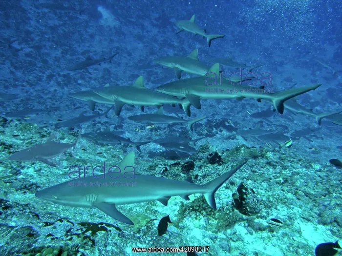 : Grey Reef SHARKS - There are thousands of these : Grey Reef SHARKS - There are thousands of these