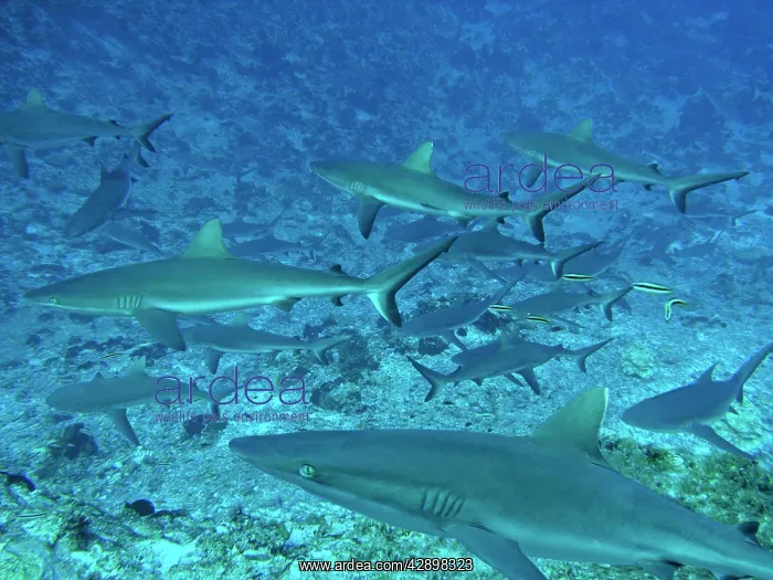  : Grey Reef SHARKS - There are thousands of these