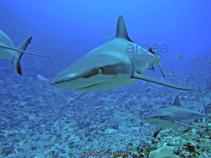 : Grey Reef SHARKS - There are thousands of these : Grey Reef SHARKS - There are thousands of these