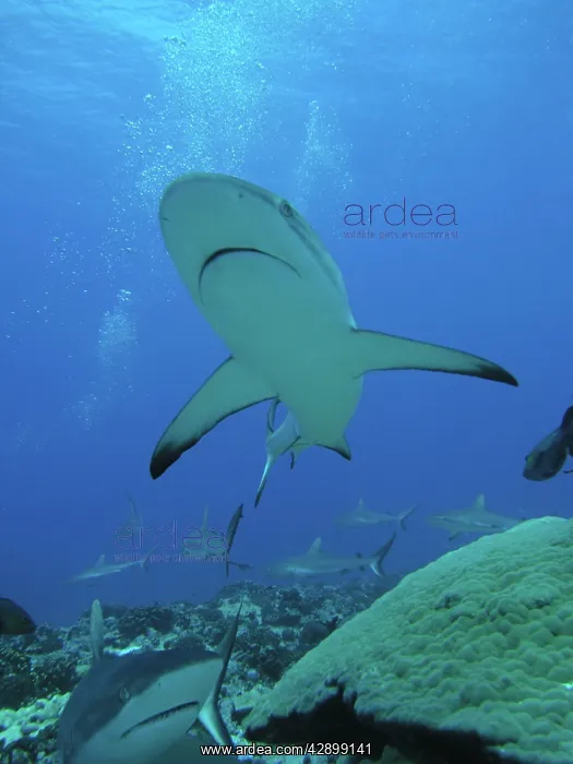  : Grey Reef SHARKS - The Tumotos are the only area
