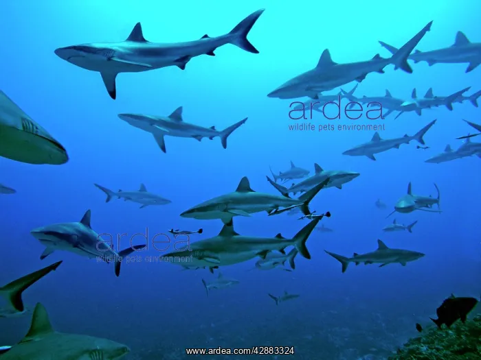 : Grey Reef Sharks - in the Tumotos, French Polynesia : Grey Reef Sharks - in the Tumotos, French Polynesia