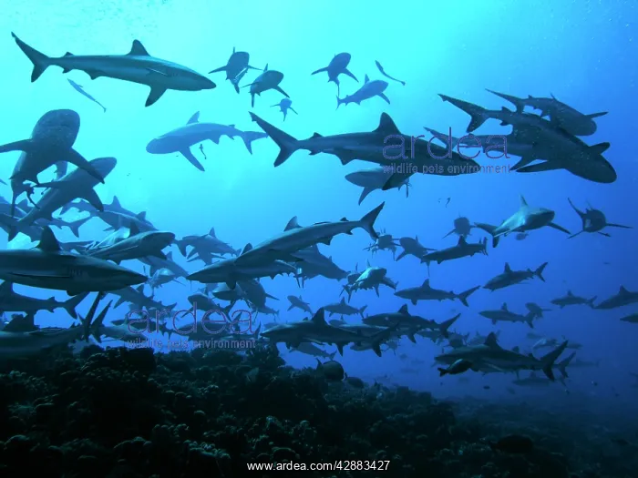 : Grey Reef sharks - in the Tumotos, French Polynesia : Grey Reef sharks - in the Tumotos, French Polynesia