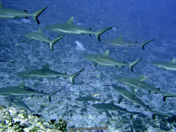 : Grey Reef SHARKS - in the Tumotos, French Polynesia : Grey Reef SHARKS - in the Tumotos, French Polynesia