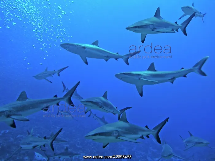 : Grey Reef SHARKS - in the Tumotos, French Polynesia : Grey Reef SHARKS - in the Tumotos, French Polynesia