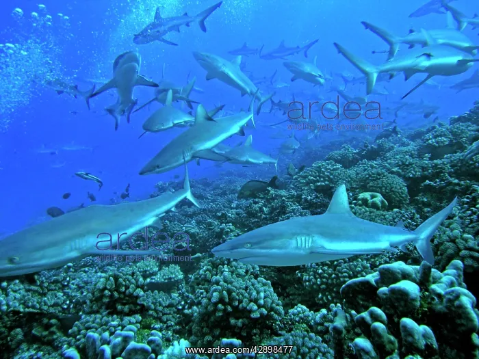 : Grey Reef SHARKS - in the Tumotos, French Polynesia : Grey Reef SHARKS - in the Tumotos, French Polynesia