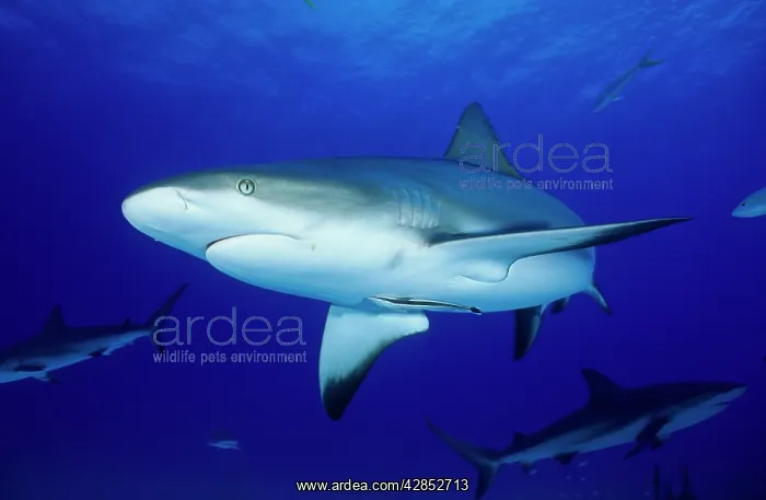 : Grey Reef sharks - Underwater : Grey Reef sharks - Underwater
