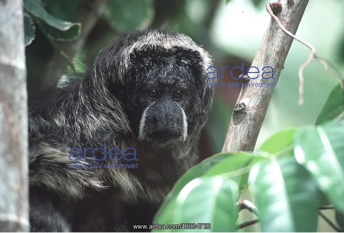 : GREY SAKI MONKEY - IN TREE : GREY SAKI MONKEY - IN TREE