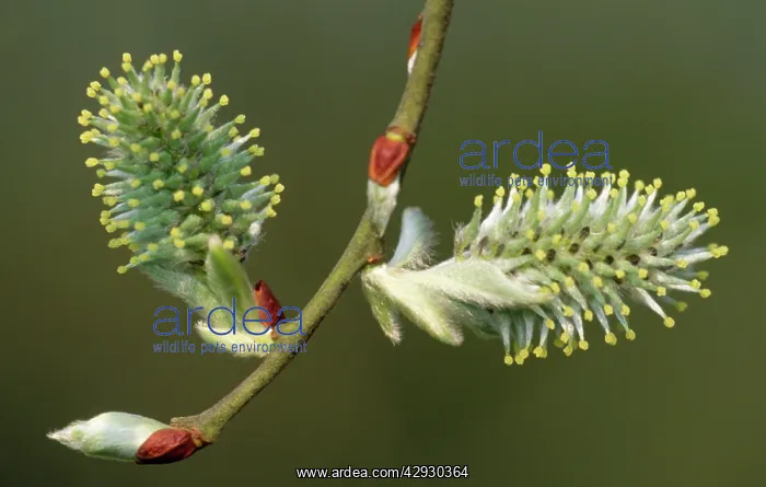 : Grey Sallow Willow - Catkins : Grey Sallow Willow - Catkins